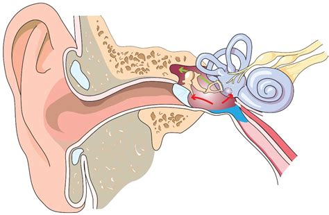 Middle-Ear Barotrauma on Ascent | Ears & Diving - DAN Health & Diving