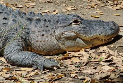 Quelles différences entre un crocodile, un caïman et un alligator ? Violaine 11 ans - Images Doc