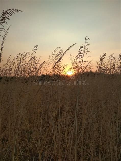 Beautiful Sunset View on Grassland