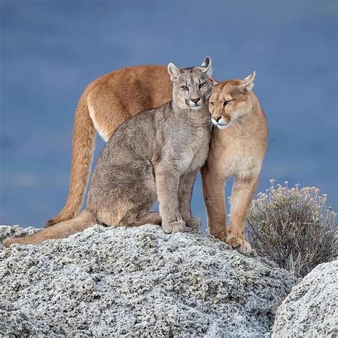 A female Patagonian puma with one of her three grown cubs, on the ...