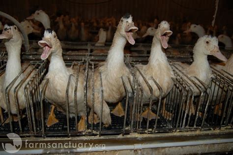 France Halts Foie Gras Production - For Now - Animal Outlook