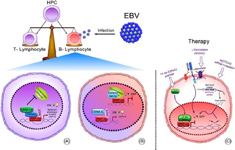 Notch pathway in hematological cancer driven by EBV. Notch pathway... | Download Scientific Diagram