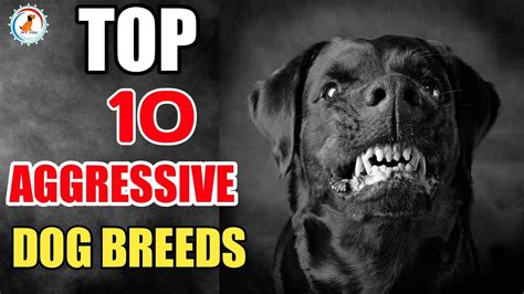 10 AGGRESSIVE DOG BREEDS / aggressive dog breeds - ComPetSport