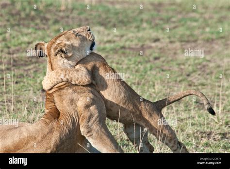 Lion Cub hugging Mother Lioness, Panthera leo, Masai Mara National ...