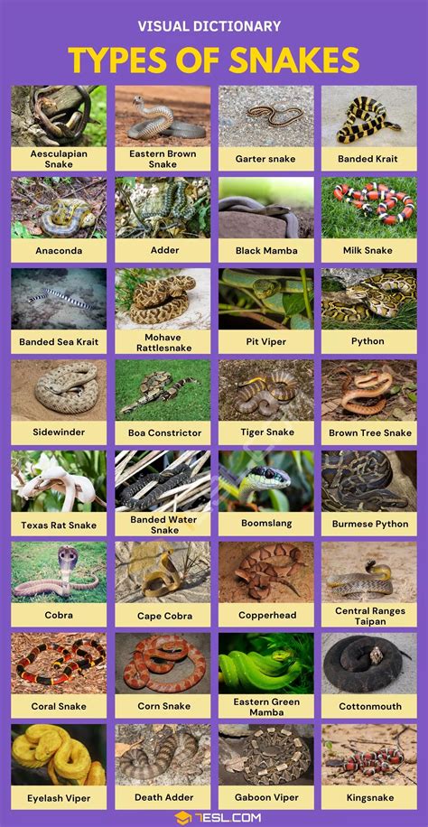 176 Snake Names in English • 7ESL | Types of snake, Kinds of snakes, Snake facts