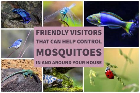 Friendly Visitors that Can Help Control Mosquitoes in and around Your ...