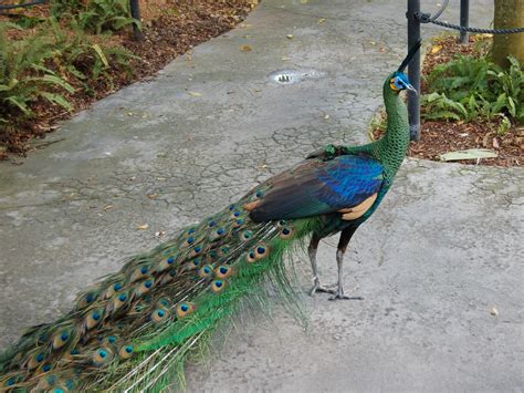 The Online Zoo - Green Peafowl