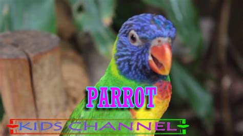 Amazing Natural Birds And Sounds For Kids - YouTube