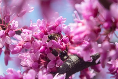 Buy Cercis canadensis 'Merlot' Red Foliage Redbud Tree — Mr Maple │ Buy ...