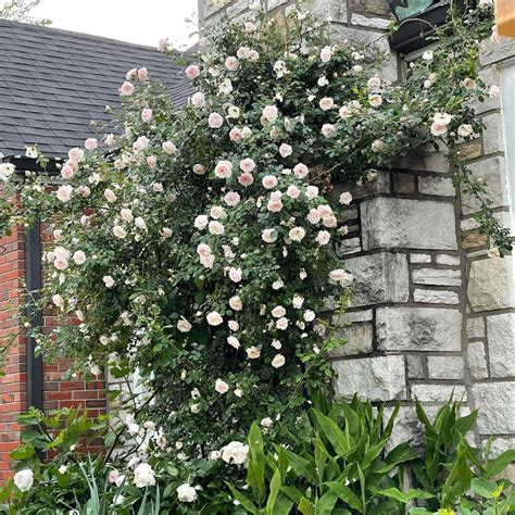 Types of climbing rose bushes | Climbing roses trellis, White climbing roses, Climbing roses