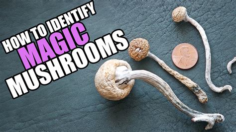 Identify Magic Mushrooms