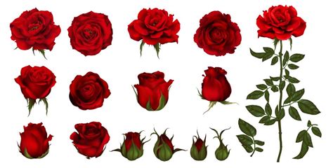 🌹 Rose Emoji: Make Your Messages Romantic 💖 With The Amorous Red Flower ...