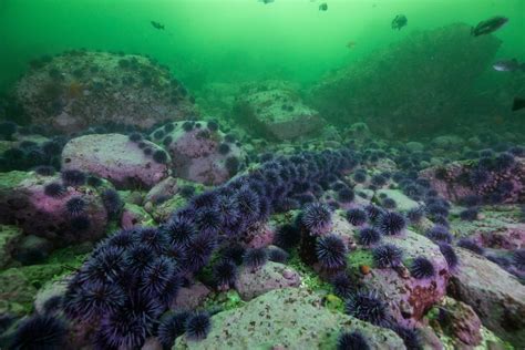 Sea otters have been saving Pacific kelp forests from rapacious sea urchins | CBC Radio