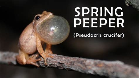 spring peeper mating call - HD - YouTube