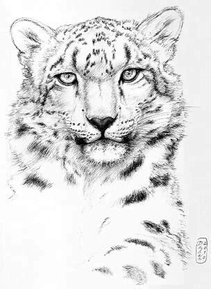 Baby Snow Leopard Drawing at GetDrawings | Free download