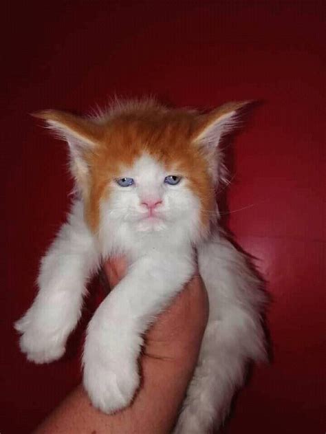 This cat looks like Ed Sheeran. - 9GAG