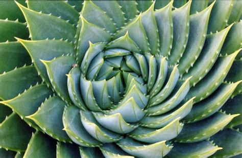 Plant Fractals | Other Cool and Fascinating Stuff! | Pinterest