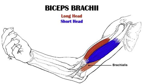 Biceps Anatomy | All About the Biceps Muscles