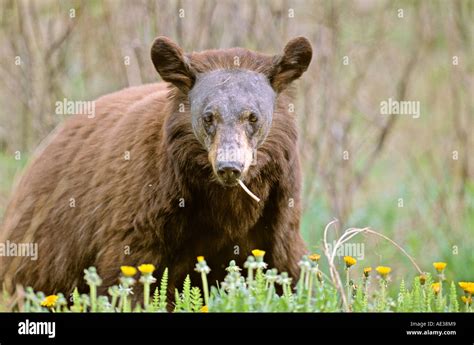 Bald faced Black Bear Stock Photo, Royalty Free Image: 7744840 - Alamy