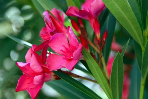 Ultimate Guide to Oleander flower (Nerium) Meaning - Petal Republic