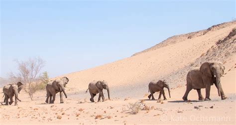 How you can help desert elephants in Namibia | Volunteer in Africa