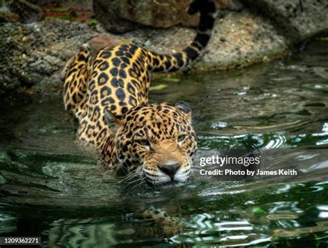 322 Jaguar Swimming Stock Photos, High-Res Pictures, and Images - Getty Images