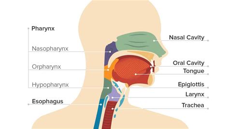 What Does Throat Cancer Feel Like - CancerWalls