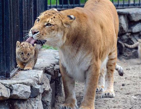 Adorable Liger Cubs Make Their Debut Picture | Liger Cubs Make Their ...