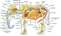 Elephant Anatomy Facts - Complete Diagram Of Anatomy