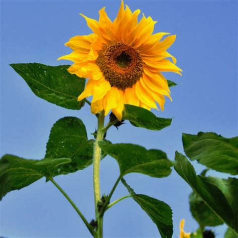 Sunflower- Giant Single seeds | The Seed Collection