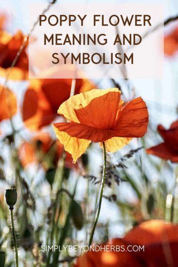 Poppy Flower Meaning and Symbolism: Remembrance and Beyond - SimplyBeyondHerbs