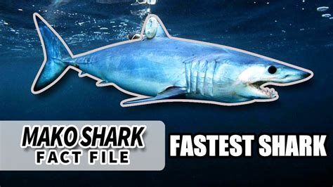 Mako Shark facts: the FASTEST SHARK 🦈 | Animal Fact FIles - YouTube