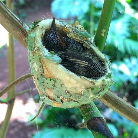 Smart Hummingbird Builds a Roofed Nest to Protect Its Chicks