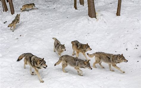 How to Survive a Wolf Attack - Campfire Society