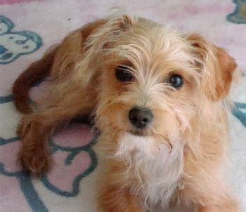 Chi-Poo (Chihuahua-Poodle Mix) Info, Puppies, Temperament, Picture