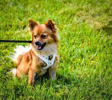 Pomeranian Chihuahua Mix Care Guide: A Feisty And Furry Friend | Perfect Dog Breeds