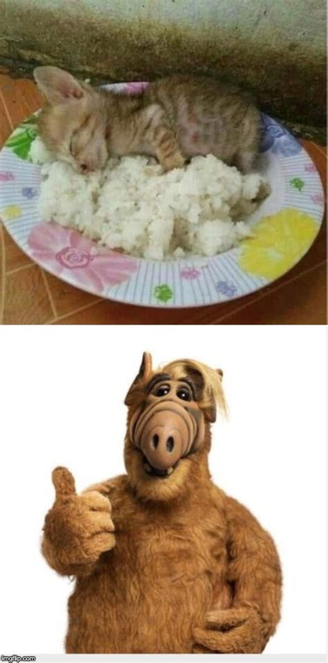 alf Memes & GIFs - Imgflip