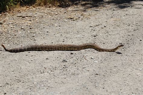 What Do Baby Rattlesnakes Eat - Katynel