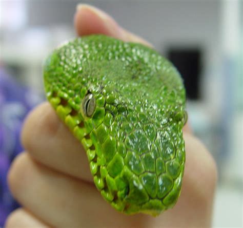 Emerald Tree Boa Care - CHICAGO EXOTICS ANIMAL HOSPITAL