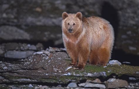 The Himalayan Brown Bear's Life in Snow | RoundGlass | Sustain