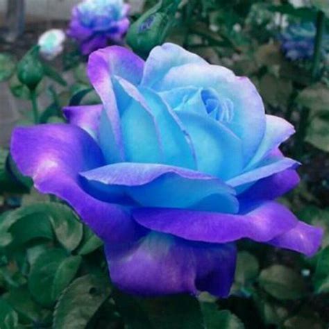 ROSE Blue Moon fragrant bed plant garden decor flower 20 seeds - Other Seeds & Bulbs