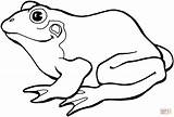 Frog 8 coloring page  Free Printable Coloring Pages sketch template