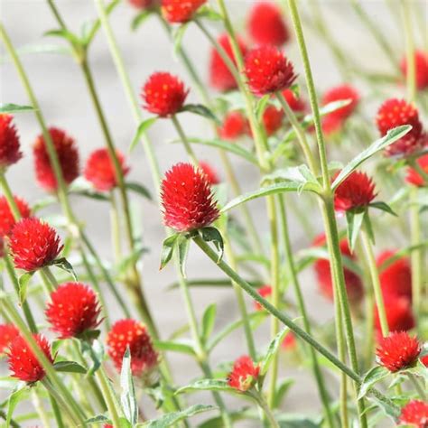 Globe Amaranth Seeds - Etsy