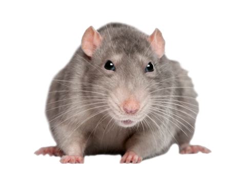 Friendly Domestic Rat as a Pet Rodent Clipart PNG | PNG All