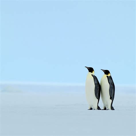 Couples Penguins iPad Wallpapers Free Download