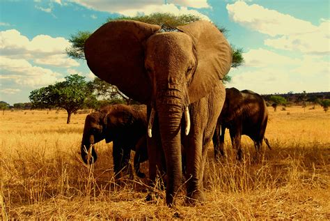 Free stock photo of africa, african, african elephant