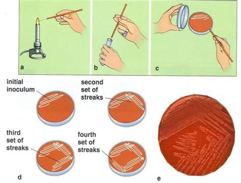 Basic Culture Techniques - Biology Ease