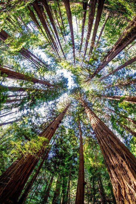 Amazing trees at Muir Woods National Monument California USA Best Photographers, Landscape ...