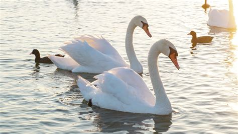 bigstock-Two-White-Swans-On-A-Lake-Swa-334479244 - Picniq Blog