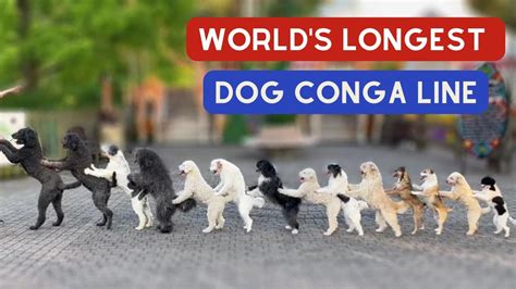 14 Pups Break World Record for Longest Dog Conga Line with Trainer Wolfgang Lauenburger - YouTube